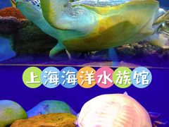 -上海海洋水族馆
