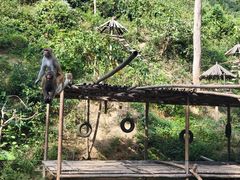 -西双版纳原始森林公园