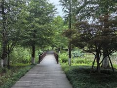 -九科绿洲