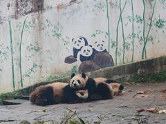 -中国大熊猫保护研究中心雅安碧峰峡基地