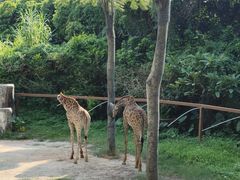 -深圳野生动物园
