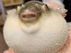 -肆月河豚·新淮扬(金融街店)