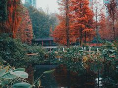 -重庆彩云湖湿地公园