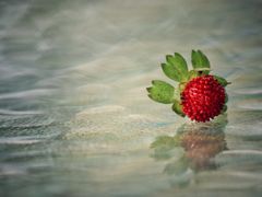 -合肥滨湖国家森林公园