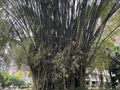 -广悦华阳朔河畔度假酒店(十里画廊遇龙河店)