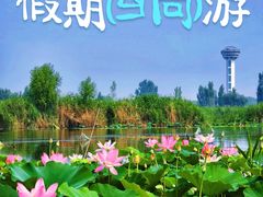 -白洋淀景区
