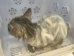 -老吴的猫·猫舍(新区店)
