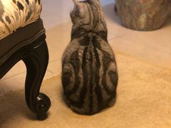 -瑞派宠物医院·犬猫全科·猫友好(宾水西道店)