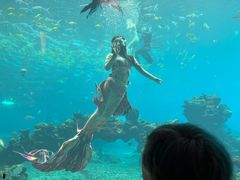 -涛·海底餐厅·美人鱼·自助餐·海底隧道(三亚海棠湾洲际度假酒店)