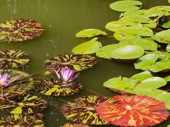 -国家植物园南园