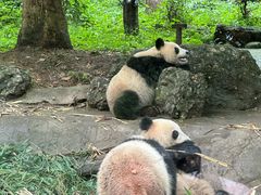 -都江堰中华大熊猫苑