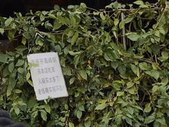 -左撇子私房面