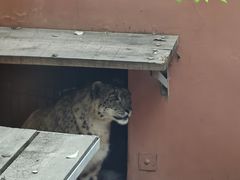 -青藏高原野生动物园
