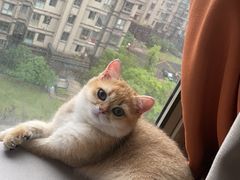 -Bastet sally猫舍购宠(静安店)