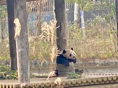 -中国大熊猫保护研究中心雅安碧峰峡基地