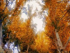 -汉长安城未央宫国家考古遗址公园