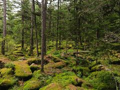 -汤旺河林海奇石景区