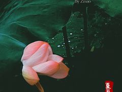 -顾村公园