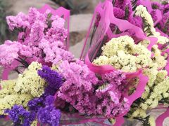 -三圣花乡旅游区