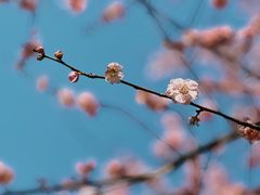 -深圳龙潭公园