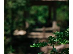 -大奇山国家森林公园