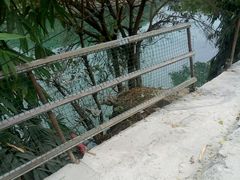 -夏黑子坛子鱼(总店)