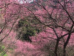 -新建村梅花