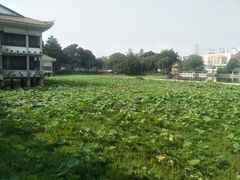 -荔湾湖公园