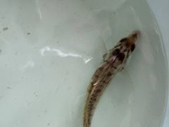 -五缘湾游艇帆船俱乐部