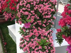 -上海鲜花港