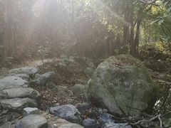 -深圳仙湖植物园-停车场