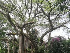 -瑞丽独树成林风景区