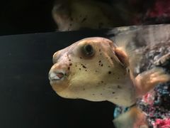 -暹罗海洋世界