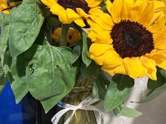 -三圣花乡旅游区