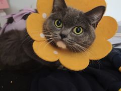 -纳吉亚猫专科动物医院·北北分院