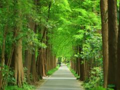-上海滨江森林公园