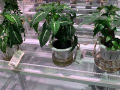 -深圳龙华星河COCO City(民治店)