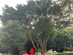 -神仙树公园