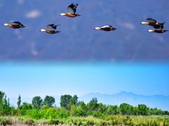 -野鸭湖国家湿地公园