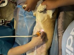 -美联众合动物医院·24h转诊中心