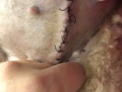 -爱侣宠医·鹦鹉专科·小型哺乳类·异宠专科(灵石路店)