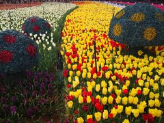 -七彩云南茶(七彩云南第壹城店)