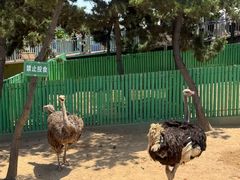 -西霞口神雕山野生动物世界