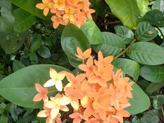 -海南热带野生动植物园