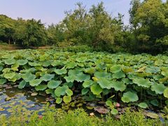 -西溪国家湿地公园