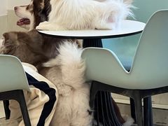 -Let's go狗咖·猫咖·奶狗·桌游(春熙路IFS店)