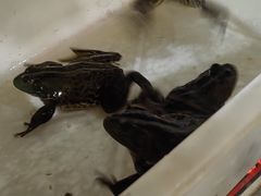 -烧哥美蛙肥肠鱼火锅·十五年社区店
