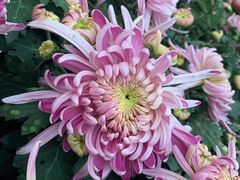 -重庆市江北嘴中央商务区中央公园