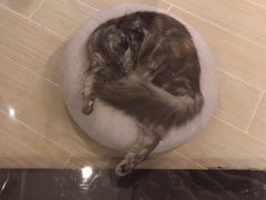 -momokira米努特·德文卷毛猫·棉花面纱犬