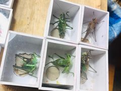 -万商花鸟市场